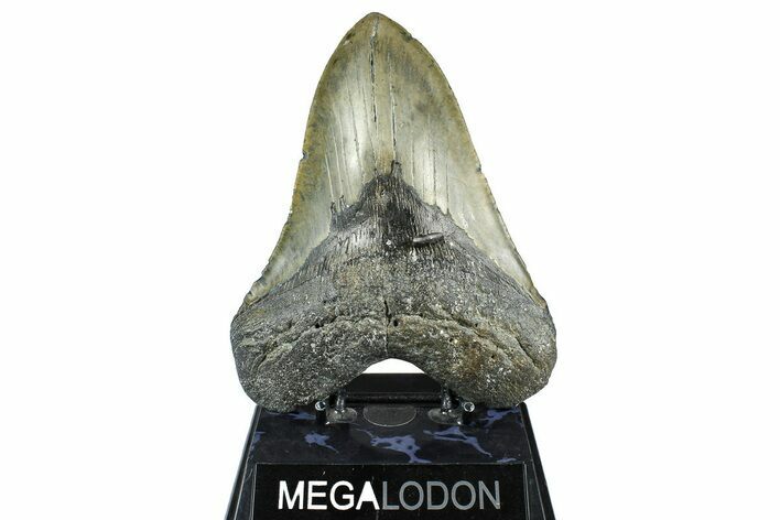 Huge, Fossil Megalodon Tooth - North Carolina #368436